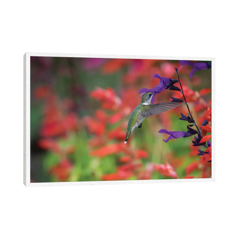 Ruby-throated Hummingbird On Purple Majesty Salvia. Marion County, Illinois. by Richard & Susan Day - Gallery-Wrapped Canvas Giclée on Canvas