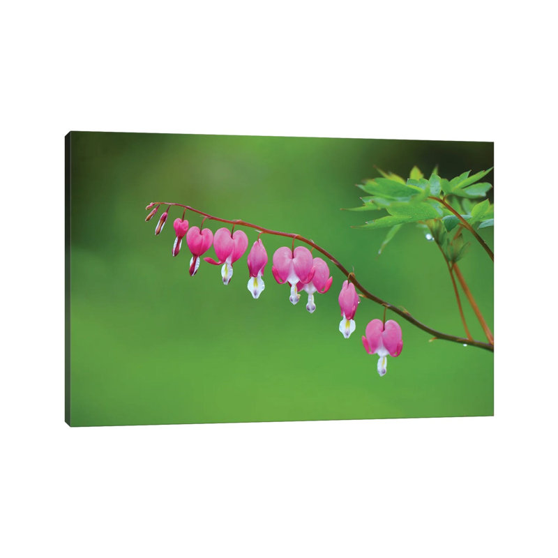 Hearts On Display by David Gardiner - Wrapped Canvas Gallery-Wrapped Canvas Giclée, 8"H x 12"W