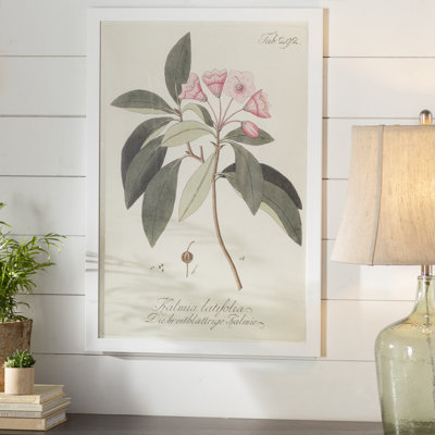'Kalmia Latifolia ' - Picture Frame Graphic Art Print
