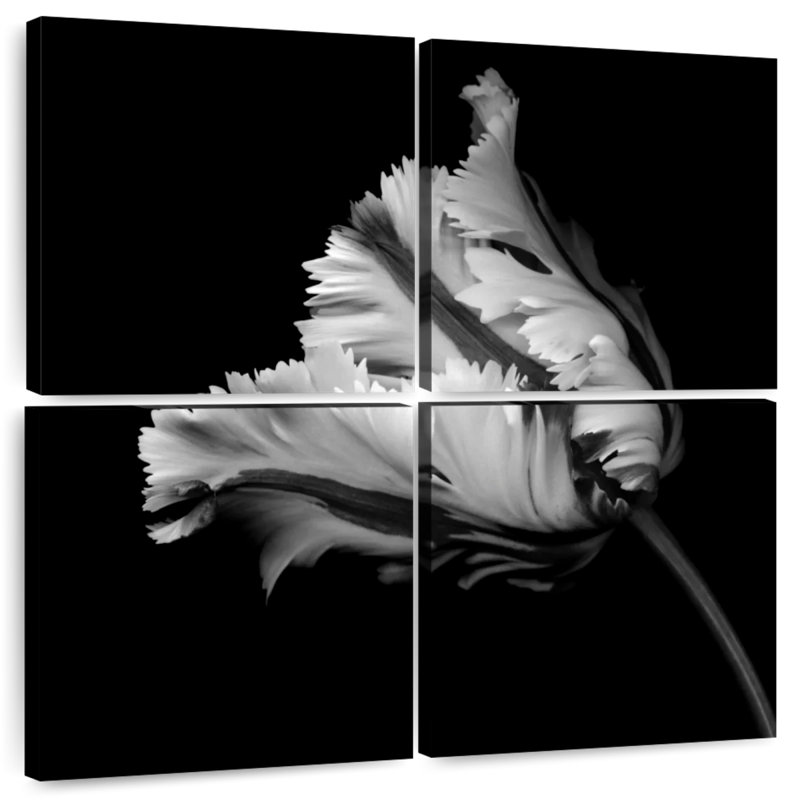 BW Parrot Tulip