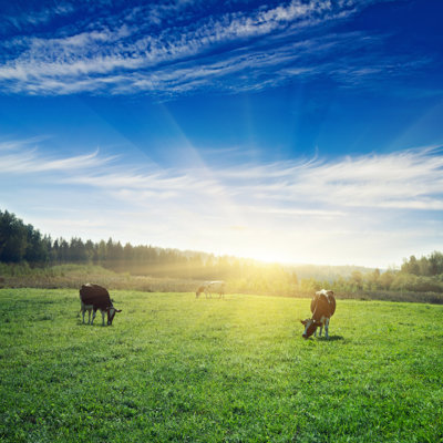 Pasture Sunrise - Photographie sur toile tendue
