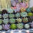 Primrue Live Flowering Plant in Plastic Planter