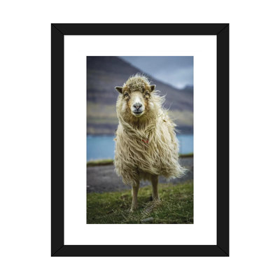 " The Sheep " by Anders Jorulf
