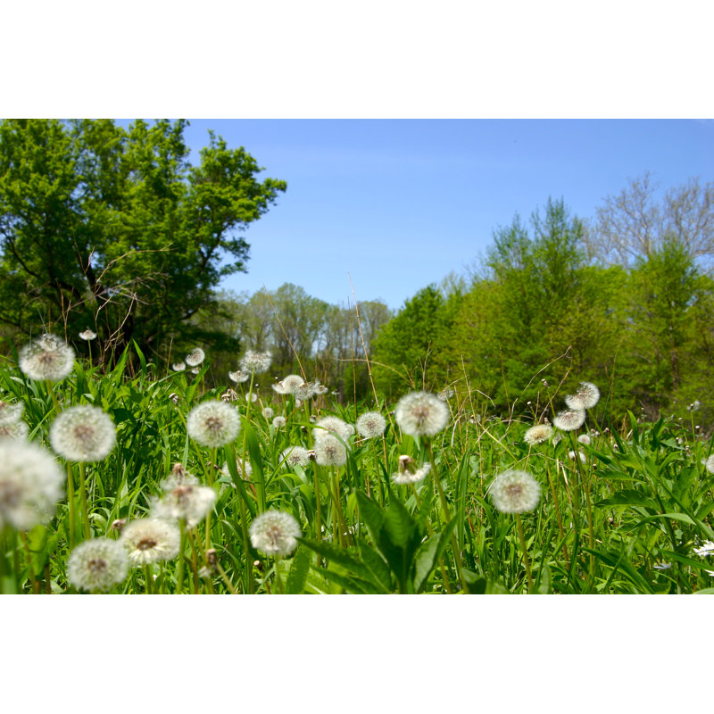 Dandelions - Photographie sur toile tendue, H 8 po x l 12 po