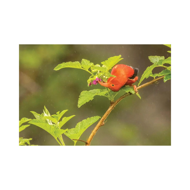 USA, Hawaii, Hakalau Forest National Wildlife Refuge. I'iwi feeding on Ocala in the rain. 1 Piece Wrapped Canvas Wall Art