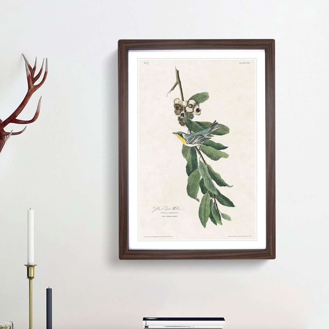 Yellow Throated Warbler by John James Audubon - Picture Frame Painting Print
