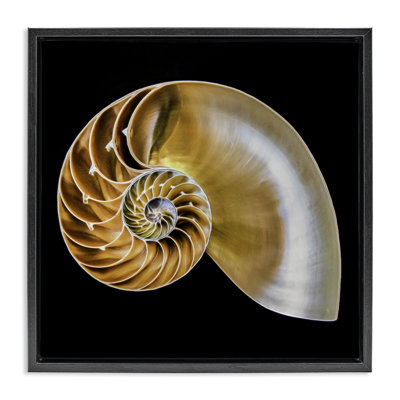Nautilus brun clair sur cadre flottant noir, design par Mary Lou Johnson
