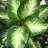 Artificial Hosta Plant-298598048