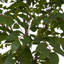 TREE SUMAC POT 7FT