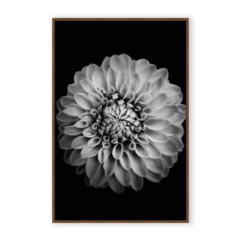 Nature Inspired Marigold by  - Picture Frame Photograph on Paper, 24" H x 16" W x 1.125" D, Black, Framed Matted Print