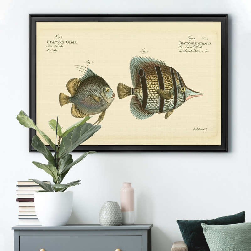 «Bloch Antique Fish IV», impression sur toile encadrée, Noir, H 26,5 po x l 36,5 po x P 1,5 po