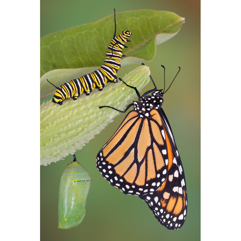 " Monarch Butterfly " by Cathykeifer, 24" W x 36" H