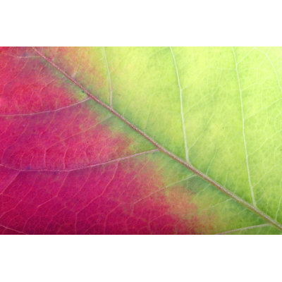 Red-Green Leaf by Pkruger - Wrapped Canvas Print