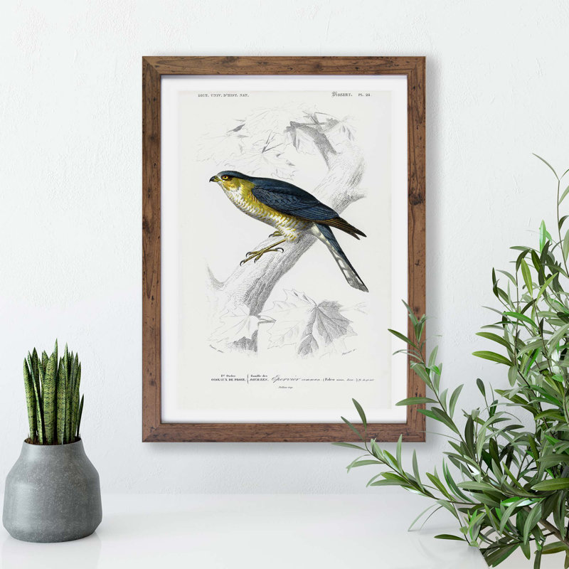 Eurasian Sparrowhawk by Charles D' Orbigny - Single Picture Frame Painting, Walnut, 33cm H x 45cm W x 2cm D