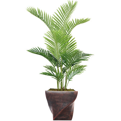 Palmier Panama en pot