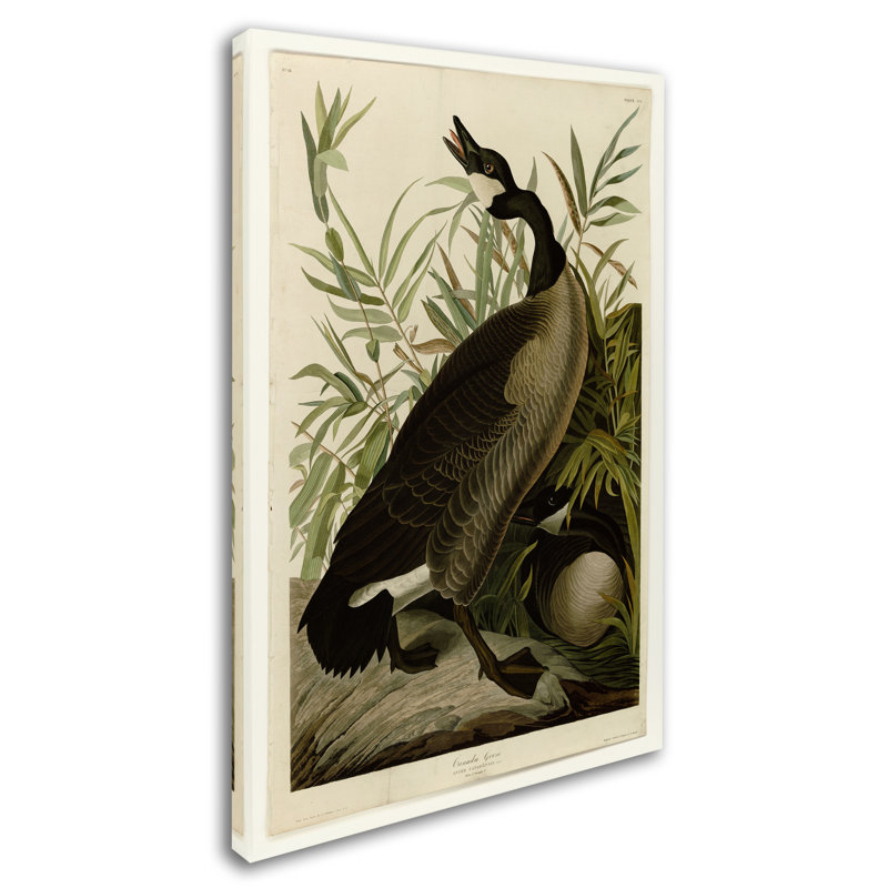 «Canada Gooseplate 201» par John Audubon, reproduction sur toile tendue, H 24 po x l 16 po