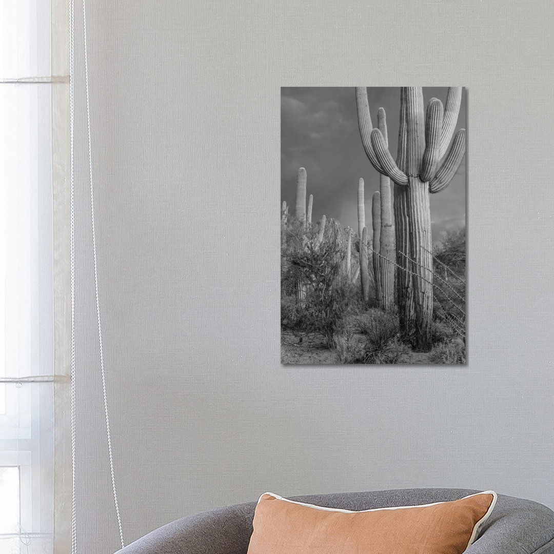 Saguaro Kakteen, Tucson Mountains, Arizona von Tim Fitzharris - Galerie-verpackte Leinwand Giclée auf Leinwand