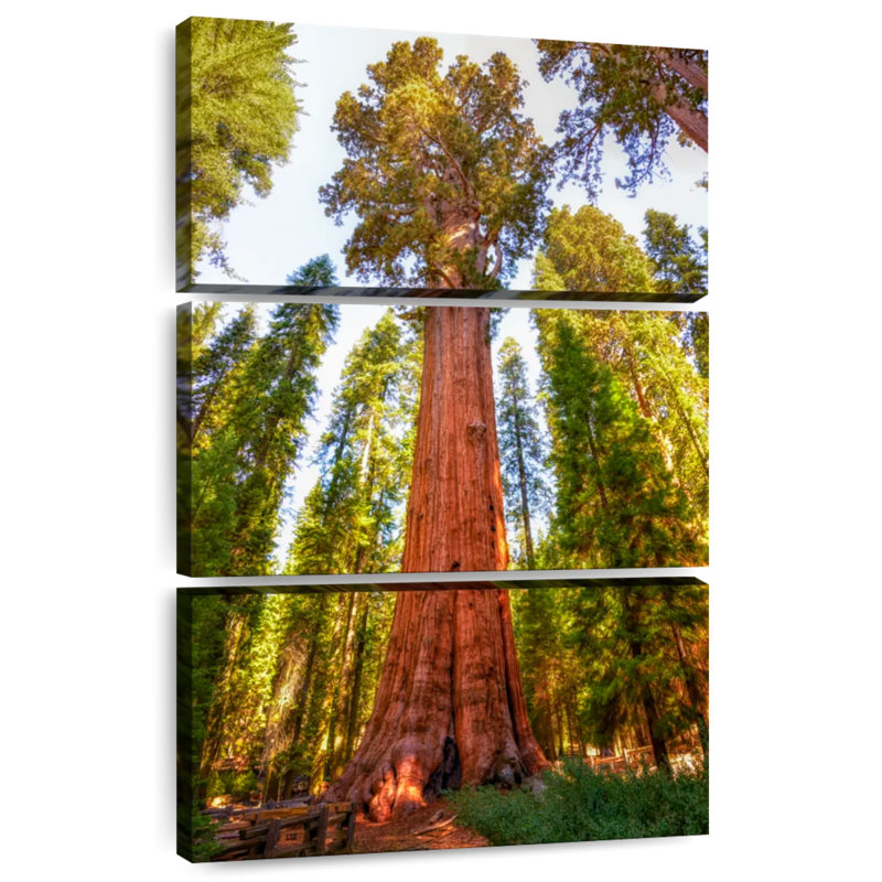 Harnek Redwood Tree Grove
