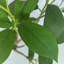 47.24cm Plant