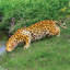 Statues jaguar prowling tacheté