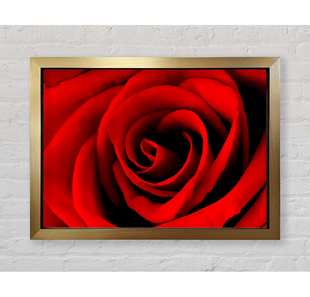 Red Rose Beauty - Einzelne Bilderrahmen Kunstdrucke