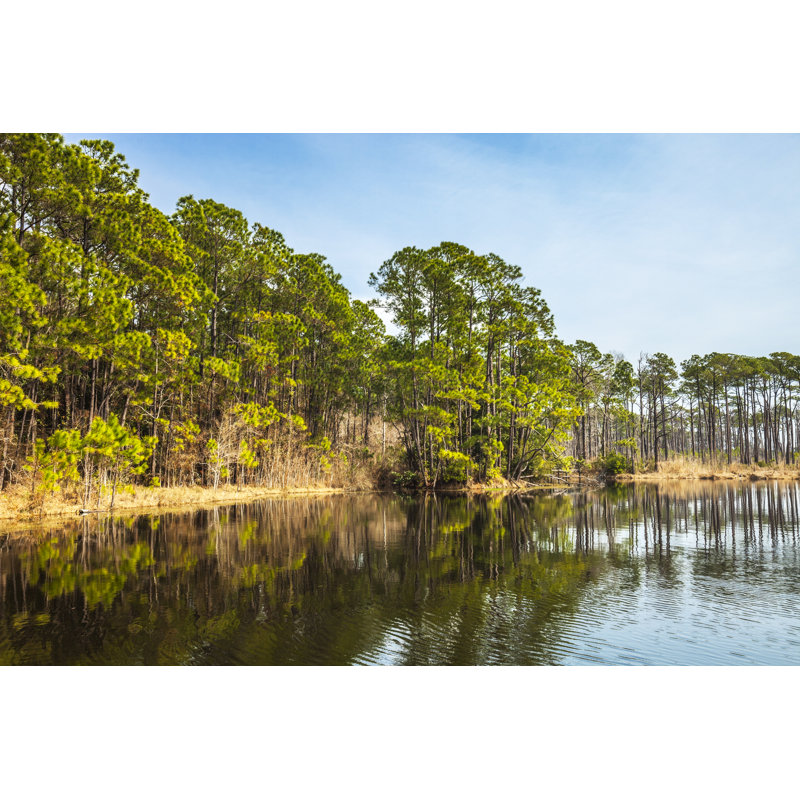 Dauphin Island landscape. 485344601, 61cm H x 91cm W