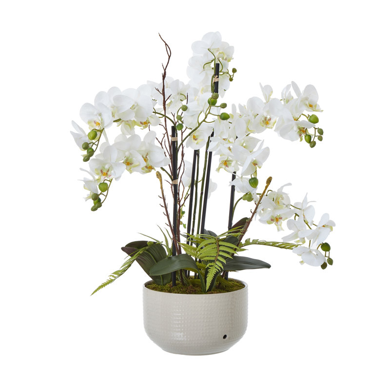 Andaiye 76cm Plant in Pot