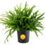 Kimberly Queen Fern in Nursery Pot
