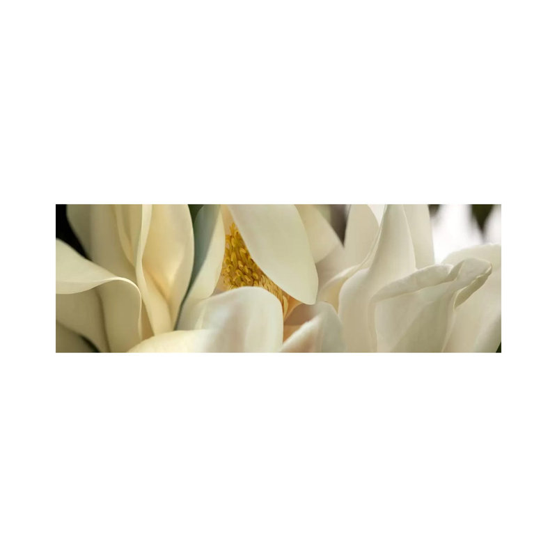 Magnolia Flowers #2 - Wrapped Canvas Panoramic Print, 30.48 cm H x 91.44 cm W x 1.91 cm D