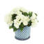 Begonias in Dotted Ceramic Pot-42062681