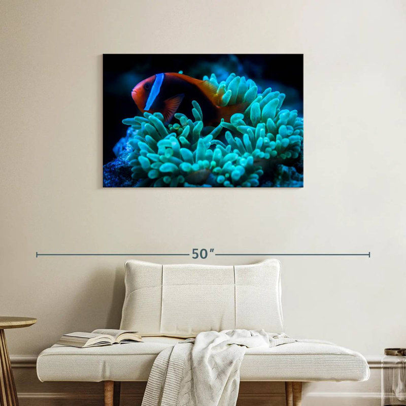 Brampt Tomato Clownfish, 24" H x 36" W