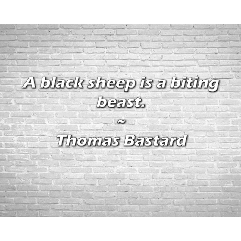 Citation artistique «Un mouton noir est une bête mordante». Toile tendue par Thomas Bastard