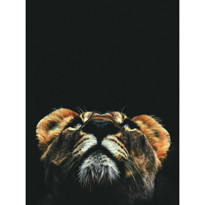 " Lioness Looking Up "