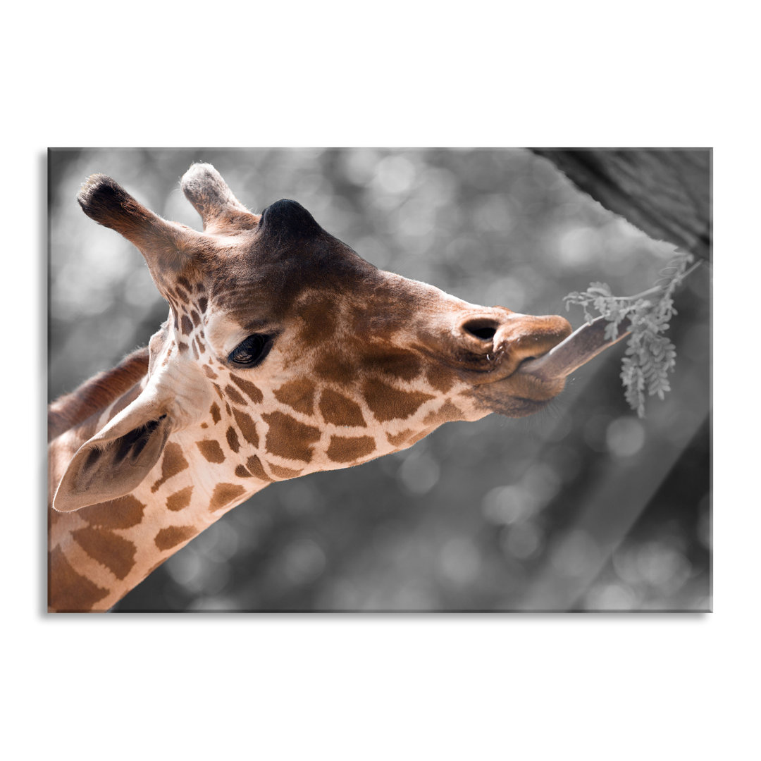 Glasbild Hungrige Giraffe mit Zweig