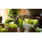 3'' Faux Succulent Plant in Pot