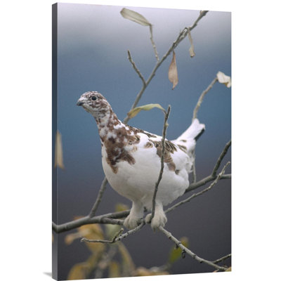 " Willow Ptarmigan With Fall Plumage, Alaska "