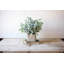 12.5'' Faux Herbs Plant in Concrete Pot