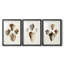 Sowerby Shells I - Impression personnalisée de qualité supérieure avec cadre mat - 3 pièces
