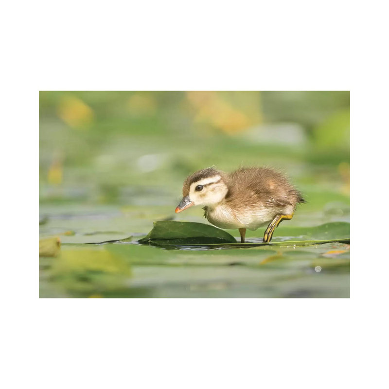 USA, Washington State Wood Duck (Aix Sponsa) Duckling On Lily Pad In Western Washington by Gary Luhm - Wrapped Canvas Print