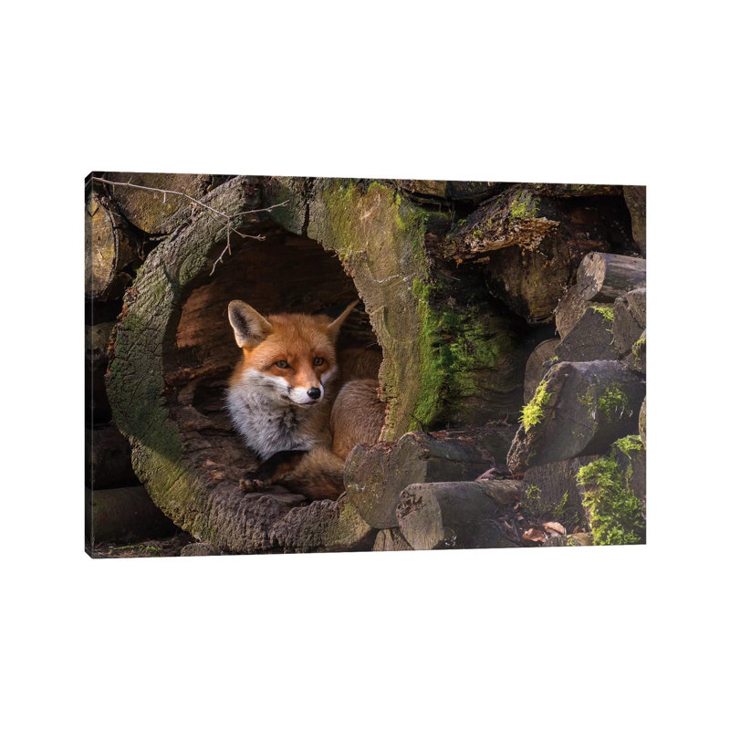 Fox- Gallery-Wrapped Canvas Giclée