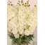 Delphinium - 35.5 Inches Box of 12-856190678