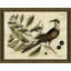 Cuckoo of Carolina Framed Painting