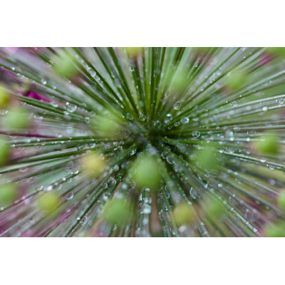 Wet Allium Giganteum 1 Piece Wrapped Canvas Wall Art