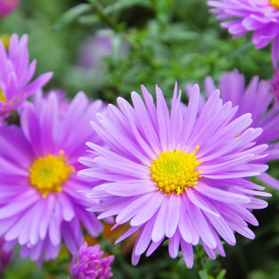 Danet Aster Novi Of Belgium - Photographie sur toile tendue