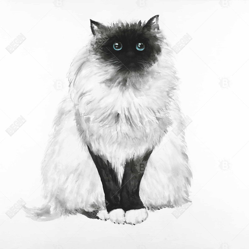 «Blue Eyes Fluffy Siamese Cat» sur toile