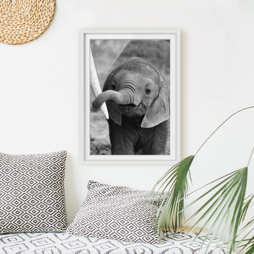 Gerahmtes Poster Baby Elephant