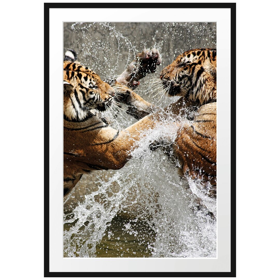 Gerahmtes Poster Kämpfende Tiger im Wasser