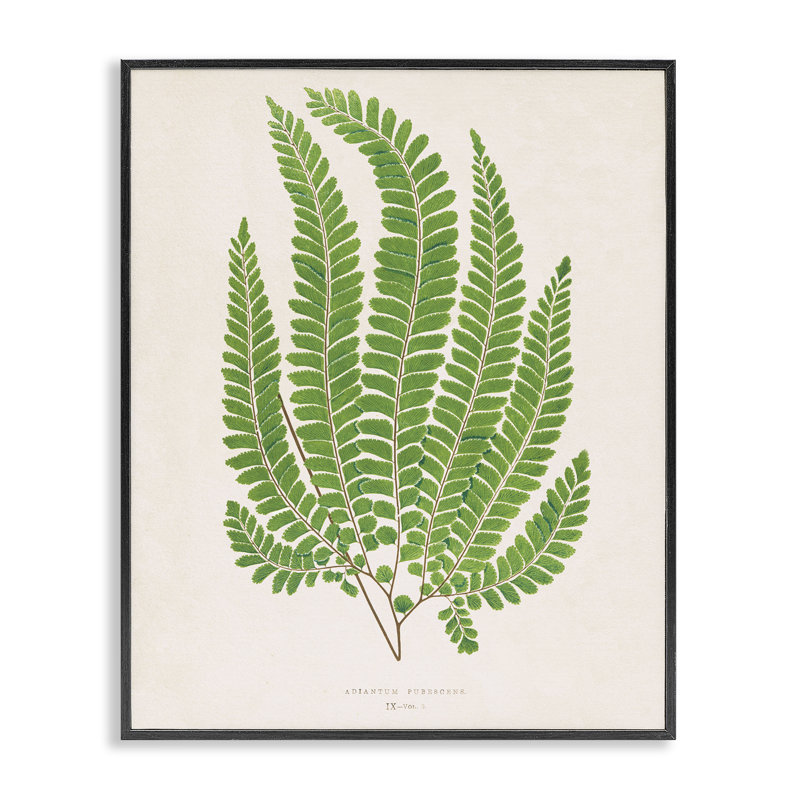 «Cottage Ferns Study», giclée encadrée, design par Phillipa Katz, H 20 po x l 16 po, Giclée encadrée noir minuit
