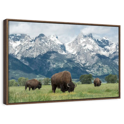Bison Teton broutant
