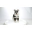 Standing Miniature Schnauzer